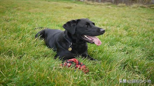 为什么狗养久了会邪门，狗养太久会做怪（揭秘：养“黑狗”真的很邪门吗）