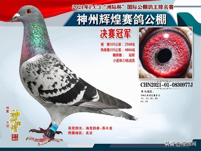 中国信鸽信息网全国各地赛鸽公棚，中华信鸽信息网各地公棚信鸽信息网（十大公棚冠军鸽有何共通之处）