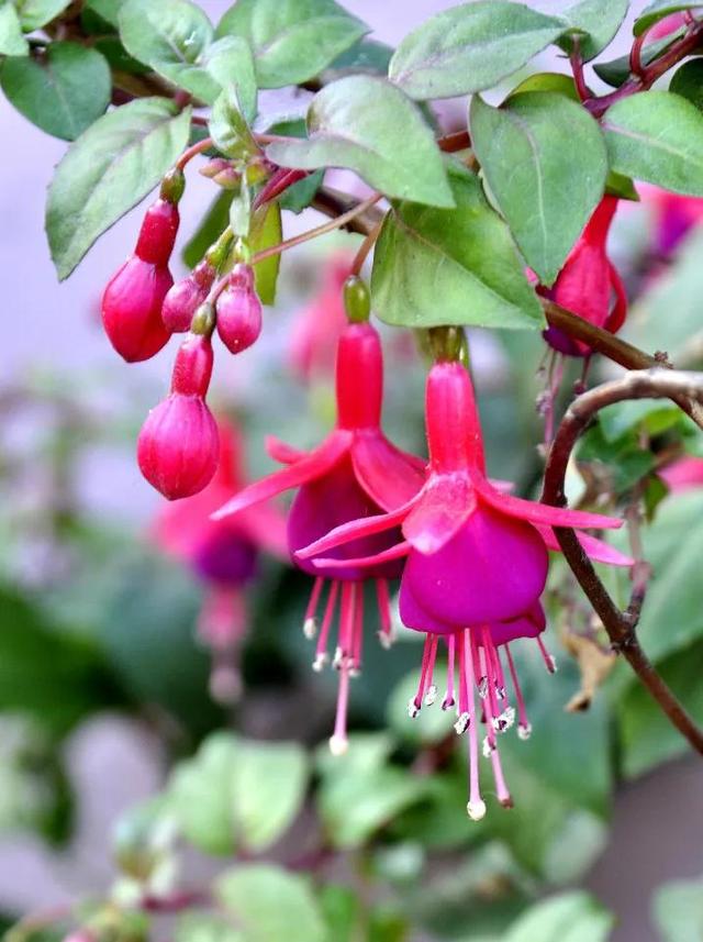 灯花有什么寓意，各种花灯的寓意（吉祥的灯笼花）