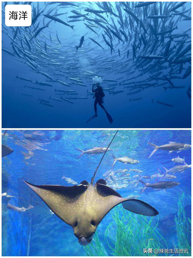 海鱼的做法大全，五种海鱼的美味做法（8种宴席“镇桌主菜”的海鱼）