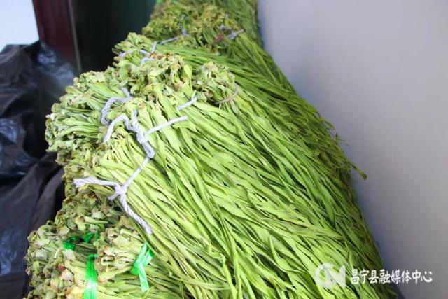 貢菜生長圖片,貢菜長什麼樣子圖(昌寧珠街:彝鄉貢菜採收忙)