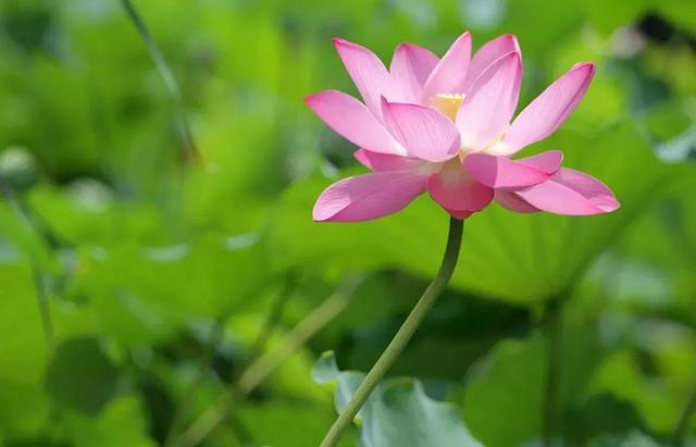 中国最美的散文，现代诗歌散文（贵州煜华中国传统文化传承网美文推送）