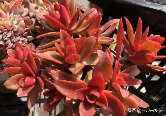 多肉火祭怎么养，多肉火祭怎么养才变红（养不好多肉试试火祭）
