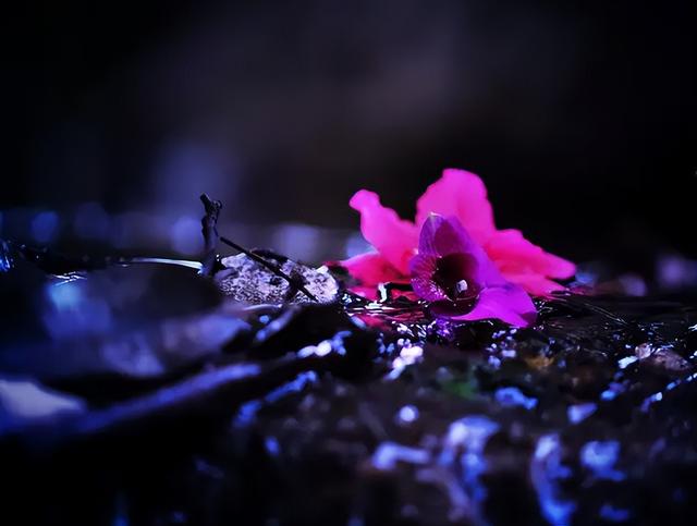 花开花落云卷云舒，花开花谢云卷云舒是那句话里的（在古诗词里静赏花开花落）