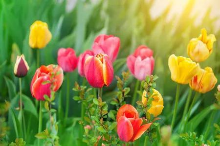 夸赞女人漂亮的句子，夸女人的美言佳句（女人如花，绚烂绽放，活出精彩）