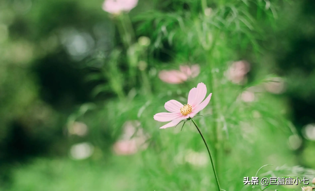 巨蟹座vs射手座，射手与巨蟹座（能驾驭射手的三个星座）