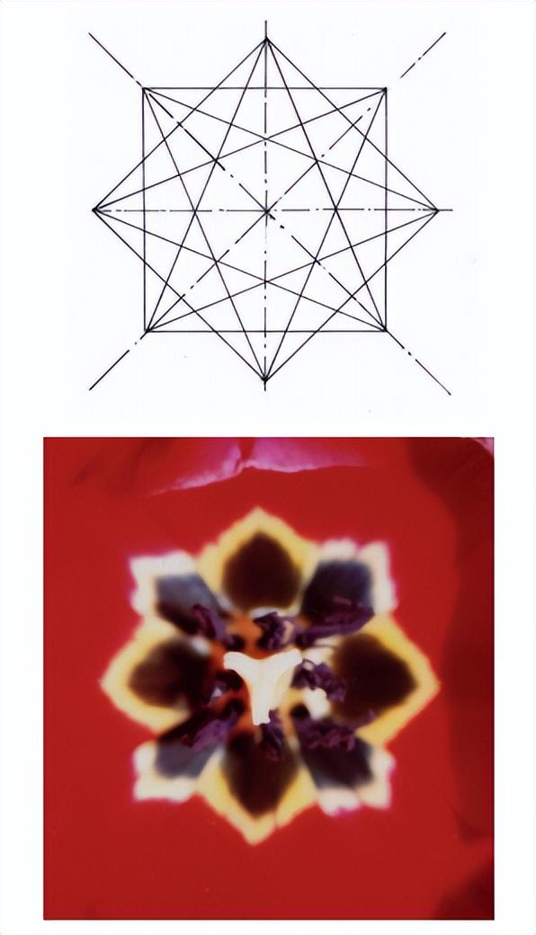花朵的构造有哪些，花朵的组成结构（暴力拆解花朵的几何结构）