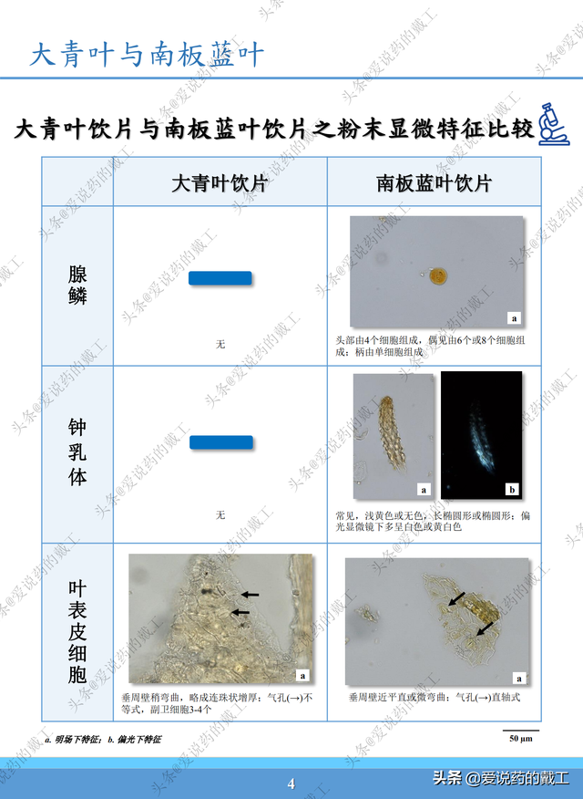 板蓝根与南板蓝根 ，南板蓝根颗粒的功效与作用（易混淆药材外观和显微鉴定——大青叶与南板蓝根）