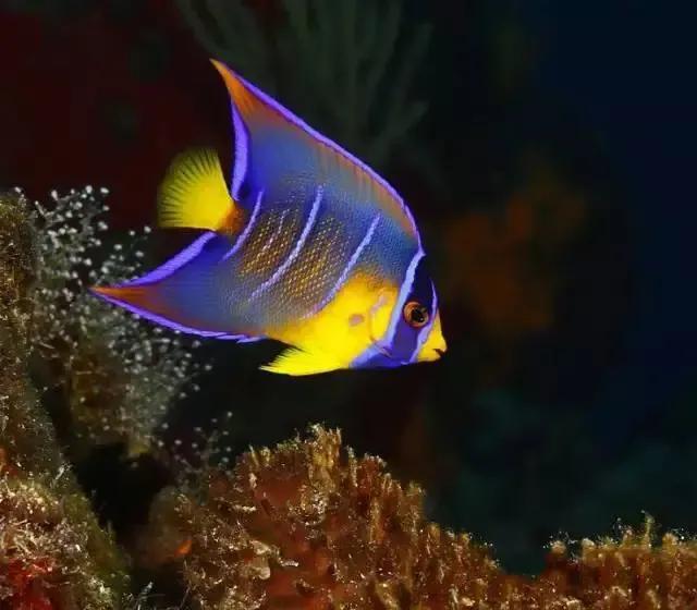 100多种神仙鱼欣赏，鳕鱼图片大全