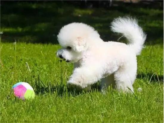 迷惑行为是什么意思，迷惑行为是什么意思啊（狗狗的迷惑行为都代表什么意思）