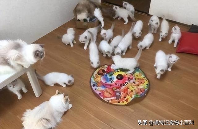 猫一年生几窝，猫一窝能生几只（猫咪一年可以生几次宝宝）