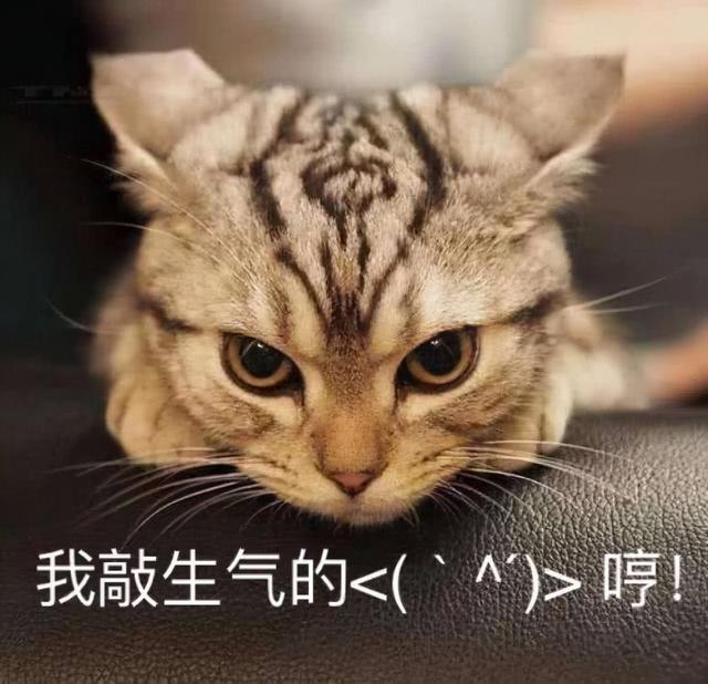 小猫咪 可爱图，小猫图片大全可爱图片大全图片（21张“搞笑”的猫咪图片）