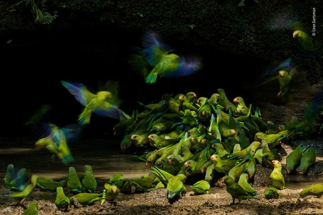 欧美吴彦祖，微信头像，欧美吴彦祖（2018年度最佳野生动物摄影作品图集）