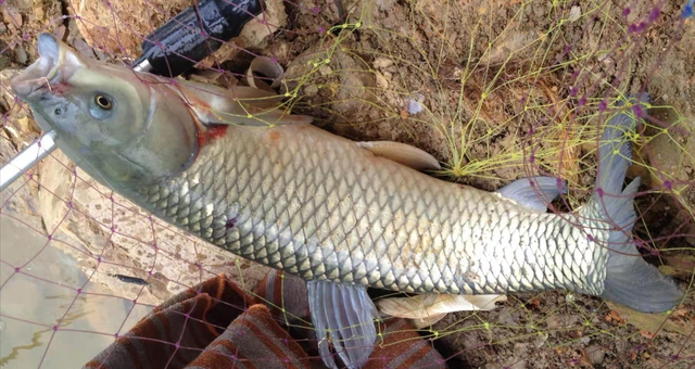 怎样钓到草鱼，怎样钓到草鱼苗（学会4个技巧2种钓法）