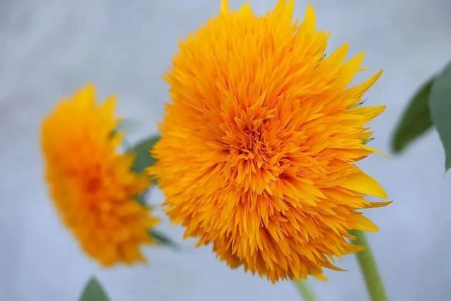 向日葵泰迪熊种子，夏天收获一片花海