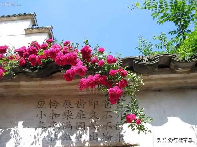 有关杏花的诗句，关于杏花的诗句有哪些（一枝红杏出墙来）