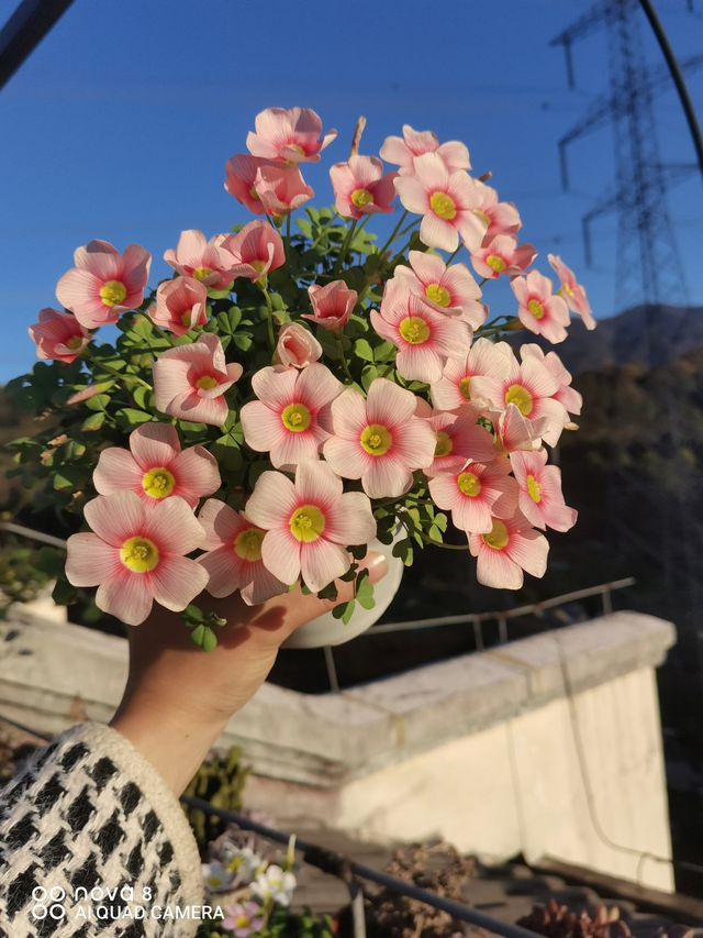 什么植物适合室内养而且好活，什么植物适合室内养而且好活净化空气（养在家里身心舒畅）