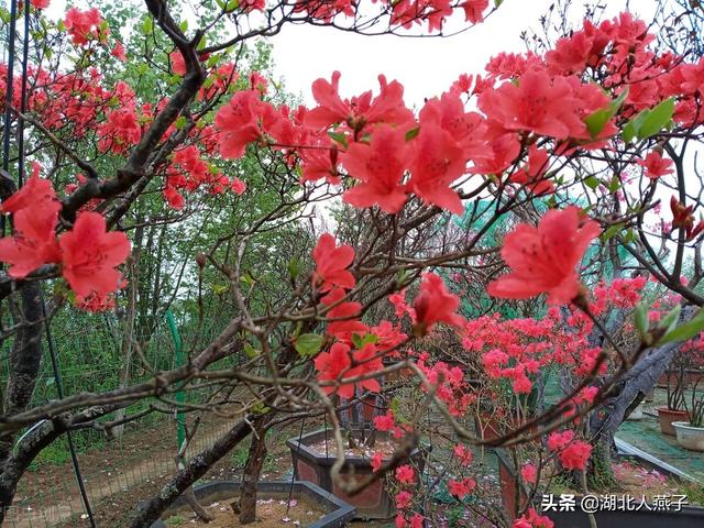 春天的花有哪些，春天21种可以食用的鲜花（一年四季都盛开的花是什么花）
