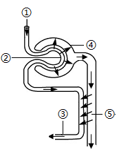 近心端和远心端示意图（中考生物一轮复习）