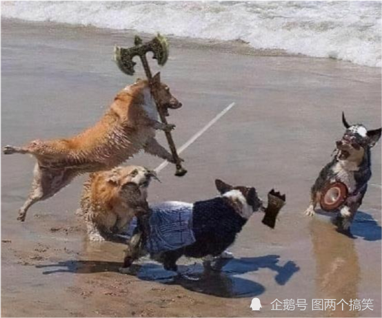 鲸落鲨掉网名，鲸落鲨掉微信昵称（鲸鱼死了有个好听的名字叫鲸落）