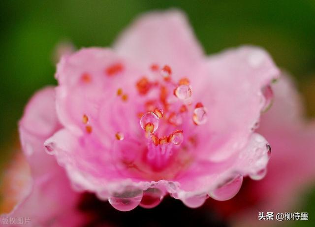 马路拍照技巧，马路拍照技巧视频（花朵不要“胡乱拍”）