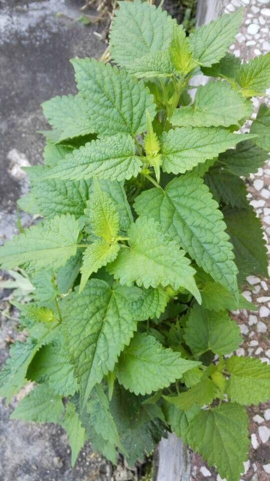 农村常见100种野菜名单及图片，可以食用的野菜有哪些名字