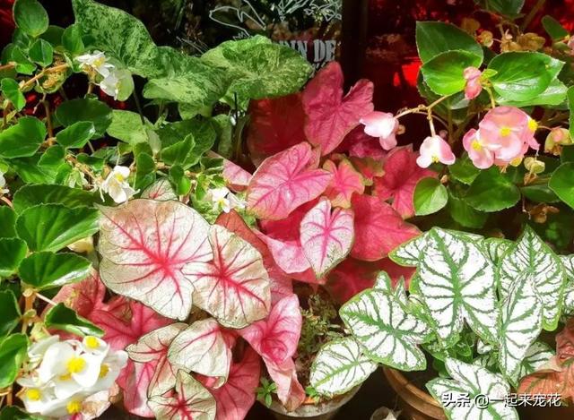 什么花没叶子，什么花没叶子?（10种不喜欢晒太阳的花）