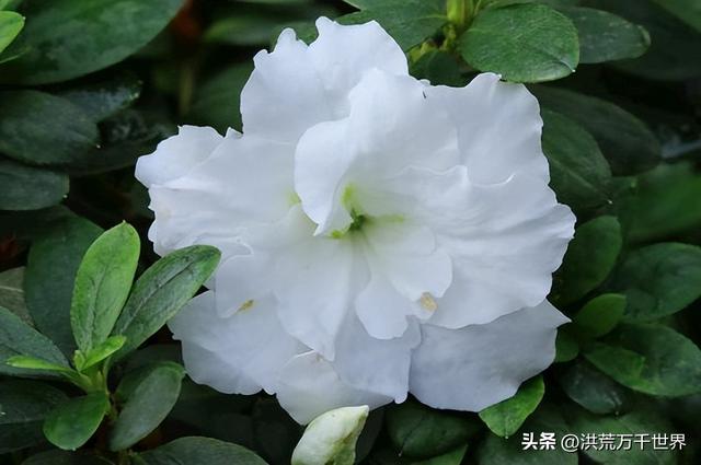 白杜鹃花语，白花杜鹃花语（300种花的寓意和花语）