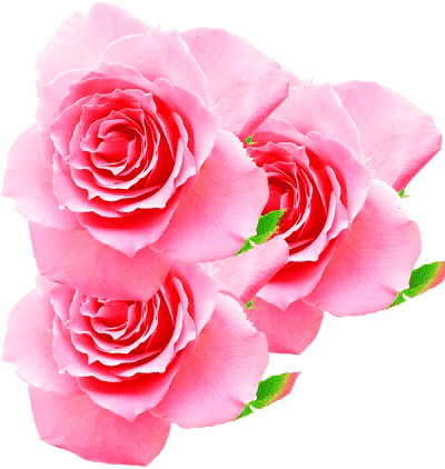 999朵玫瑰,送你999朵动态玫瑰花(999朵玫瑰邰正宵)