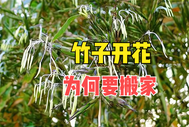 竹子开花意味着什么，室内竹子开花意味着什么（竹子开花有啥预兆）