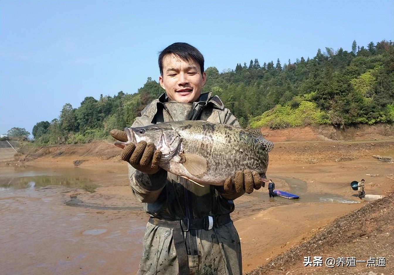 鳜鱼与桂鱼实为同种鱼，详解其训食技巧及养殖要点