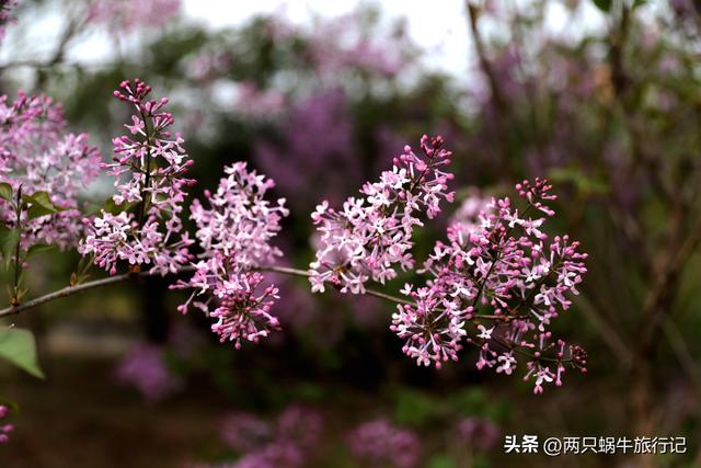 北京园博园门票，北京园博园门票价格及开放时间（园博园春日遛娃）