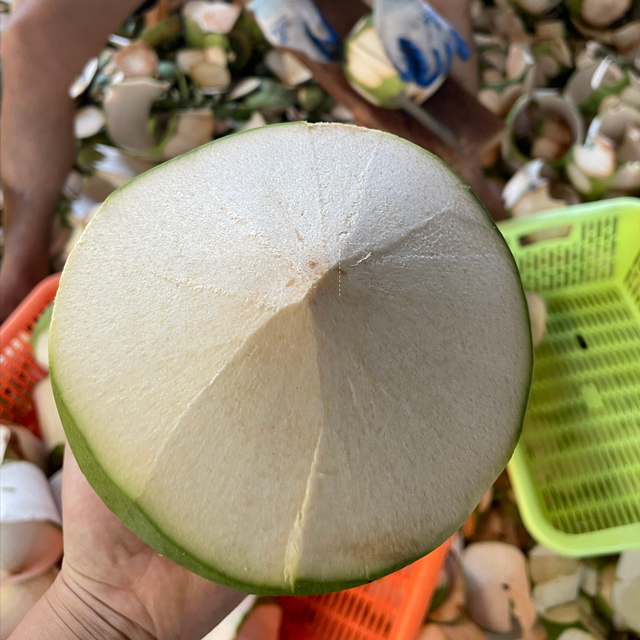 新鲜椰子能放多长时间，新鲜椰子可以放多久（带你认识海南的门面大哥 椰子）
