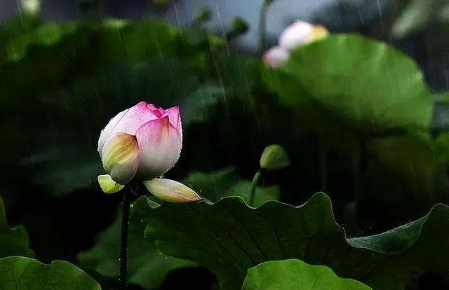 梅花象征什么，梅花象征什么青松象征什么雪花象征什么（中国十大名花排行榜）