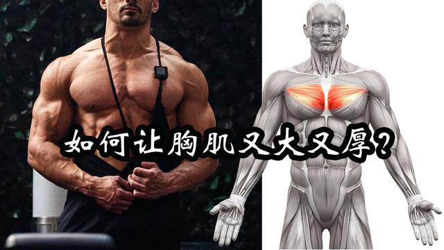 胸肌上部怎么练饱满，胸肌上部练饱满的技巧（掌握这6个胸大肌中部动作）