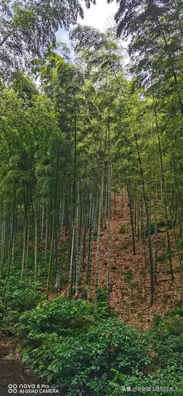 南山竹海在哪里，“南山竹海”是一个来了就可以抛开烦恼的地方