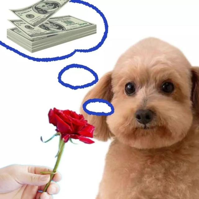 狗的土味方言，一些土味小狗怪图，收了