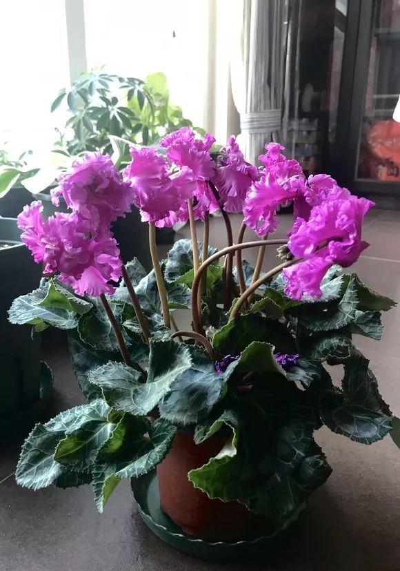 春节花卉品种大全大图，春节遇花期，五彩斑斓过新年