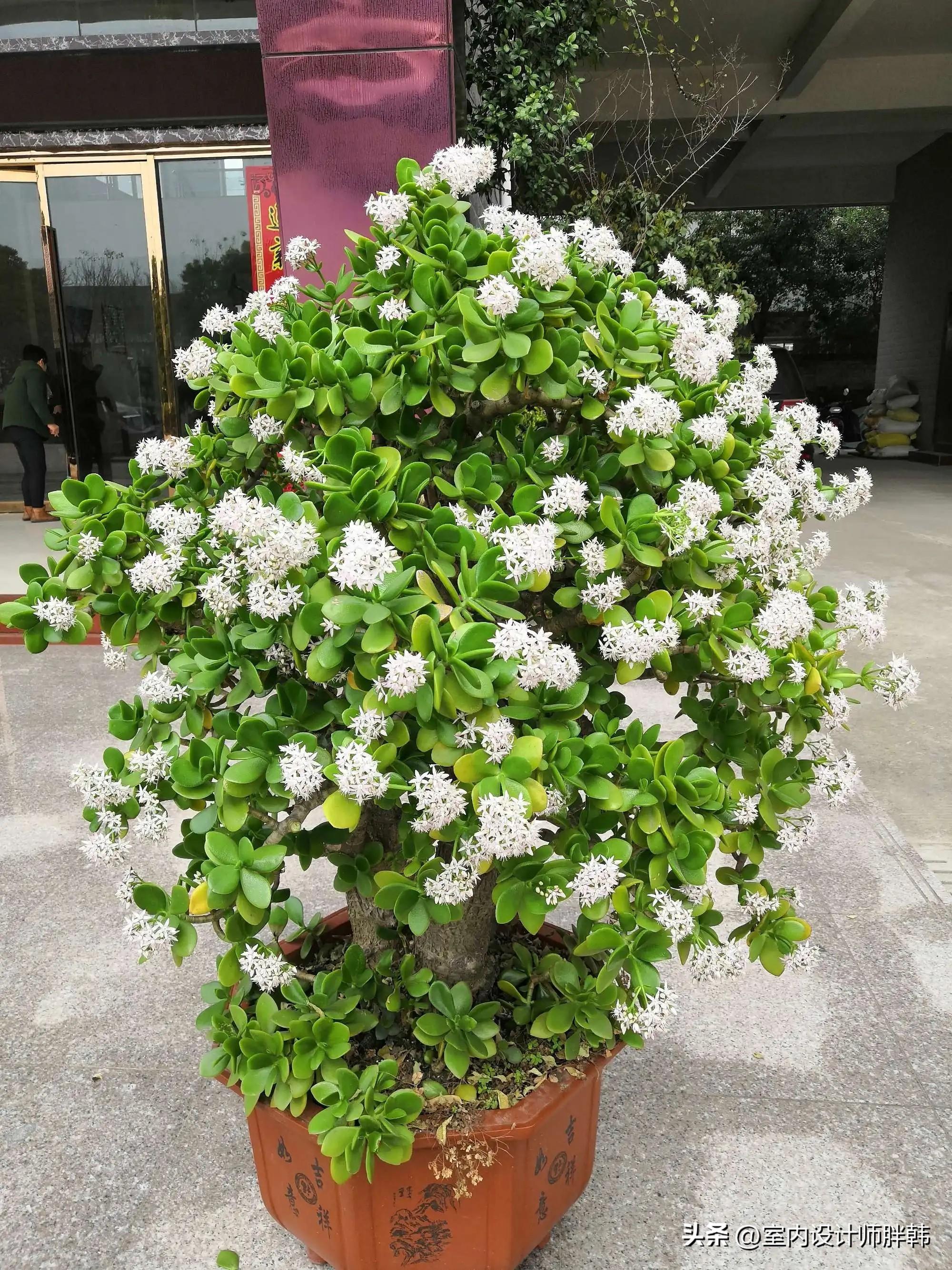 芦荟放在大门口吉利吗,长辈常说这8种花不轻易开花 - 玉三网