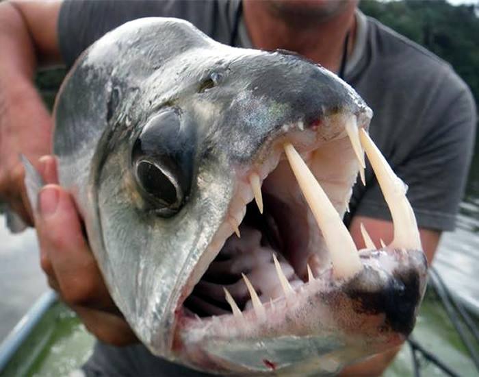 最凶猛的鲨鱼(世界最凶猛的鱼) - 去钓鱼