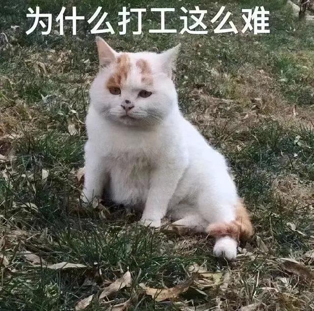 穷穷穷表情包，微信头像，穷穷穷表情包（敷衍的配文）/林芙/（不仅有点傻傻的还很可爱无水印版）