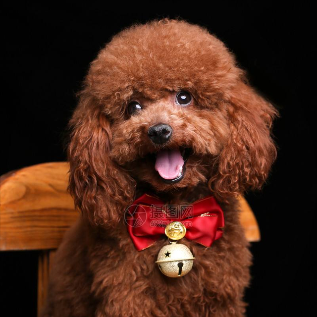 黑色贵宾犬图片，黑色贵宾犬价格（“贵宾犬”毛色大盘点）