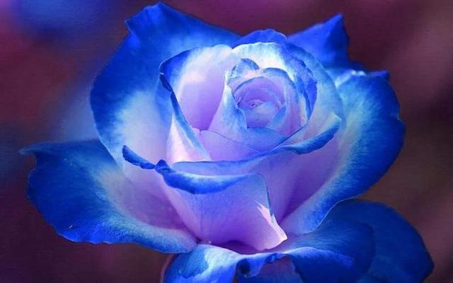 粉色桔梗花的花语是什么，粉桔梗的花语和寓意（花色各不同。同样皆美丽）