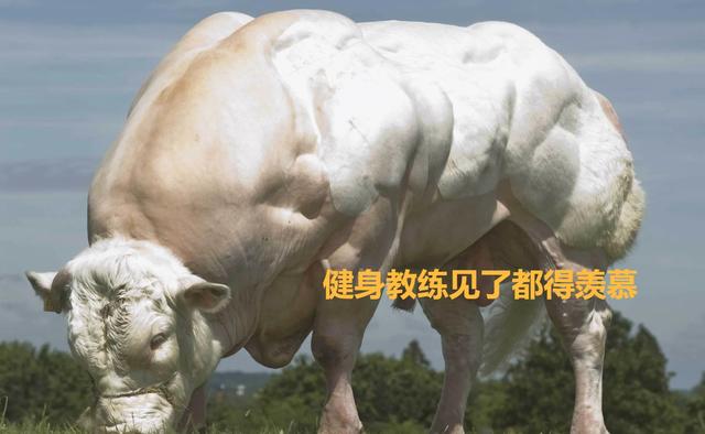 关于短角牛介绍，什么是长角牛（被改造的“畸形”产物）