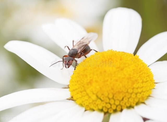 懒蚂蚁效应，国考懒蚂蚁效应（懒蚂蚁效应作文800字）