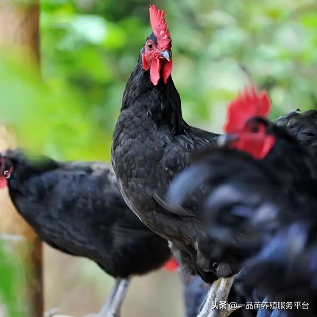 黑色的鸡是什么品种，黑色的鸡是什么鸡（最后一种集各种优势于一身）