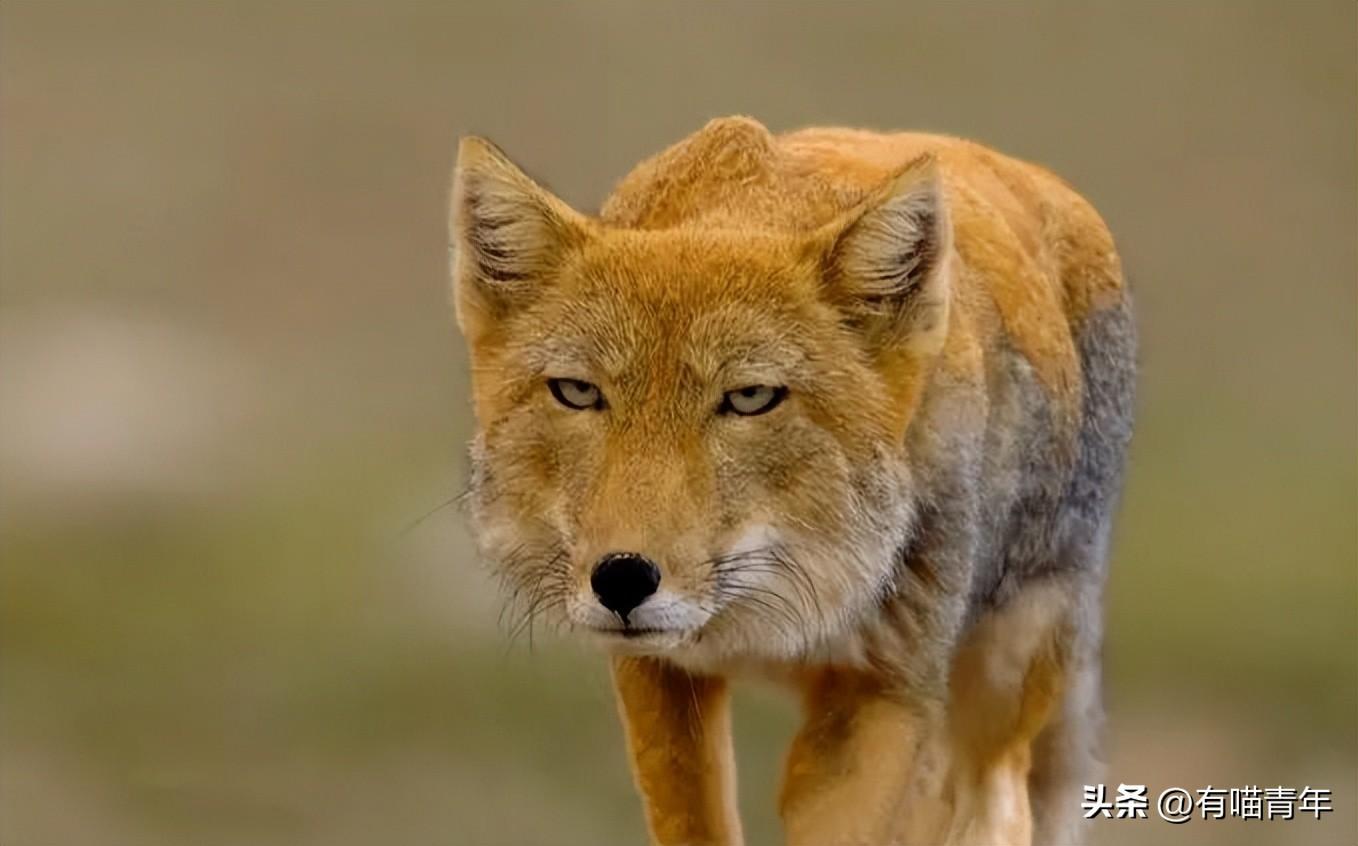 狐狸幼犬多少钱一只 狐狸犬 幼犬