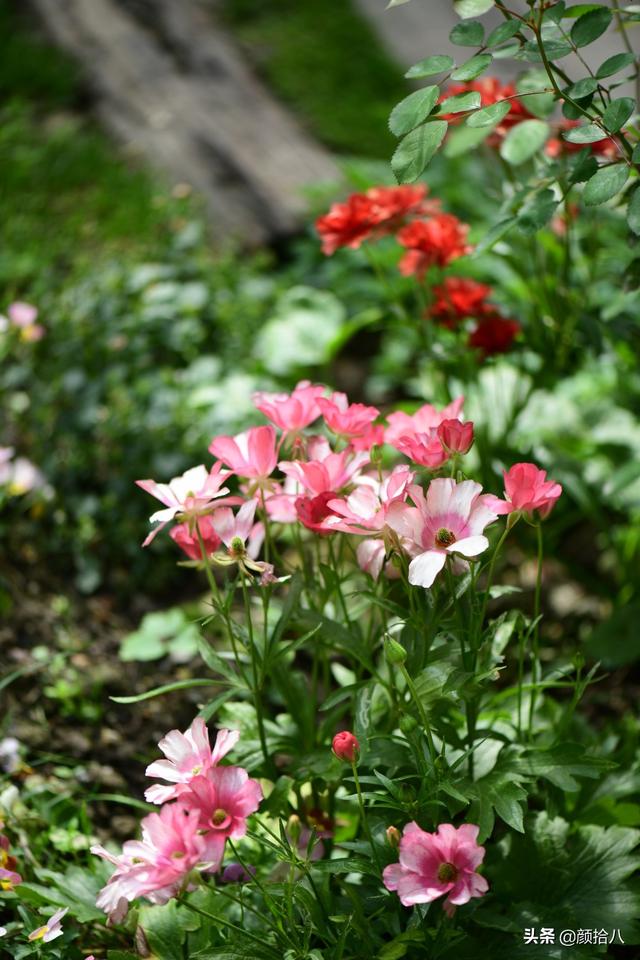 蝴蝶花怎么养，蝴蝶花怎么养 兰花如何浇水（照书养蝴蝶花毛茛）