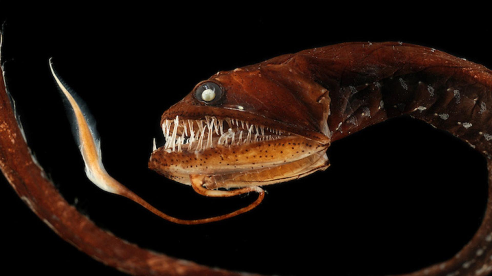 海底十大神秘生物，真实拍到的10大巨型生物