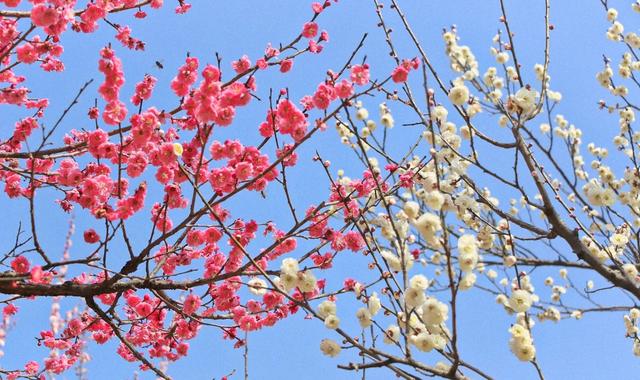 扶桑花的花语及寓意，扶桑花的花语及寓意是什么（却被冠上不祥的寓意）